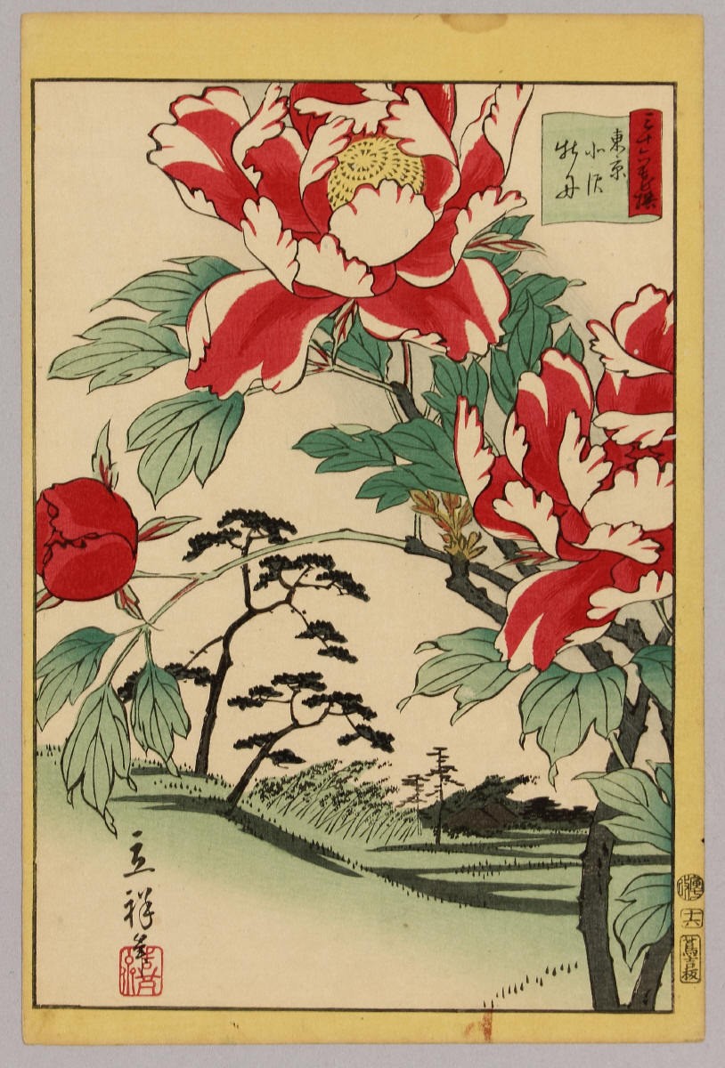 三十六花撰　東京北沢牡丹　十六