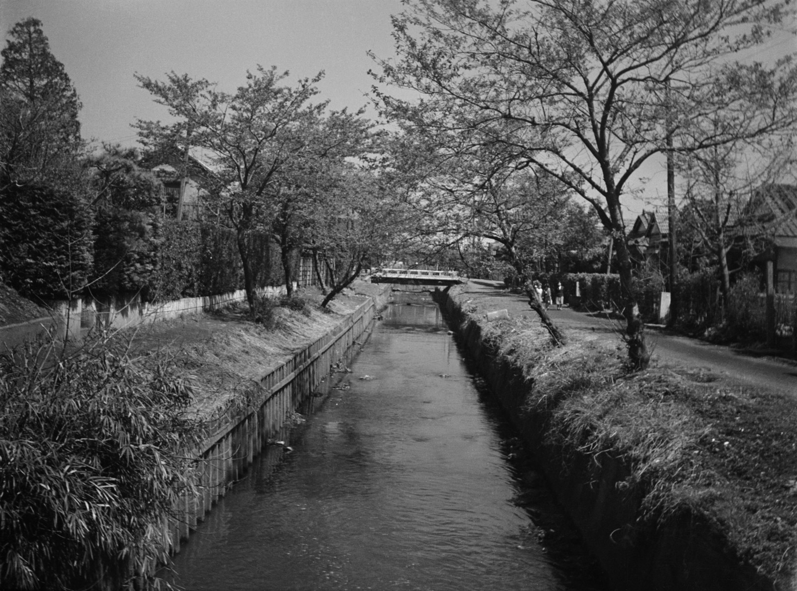 北沢用水（北沢川）下流を見る（代沢小付近・代沢5-1付近）