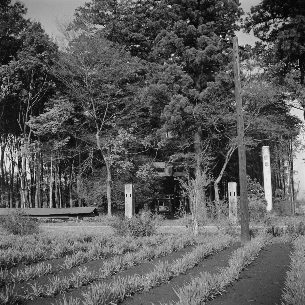 氷川神社（喜多見）