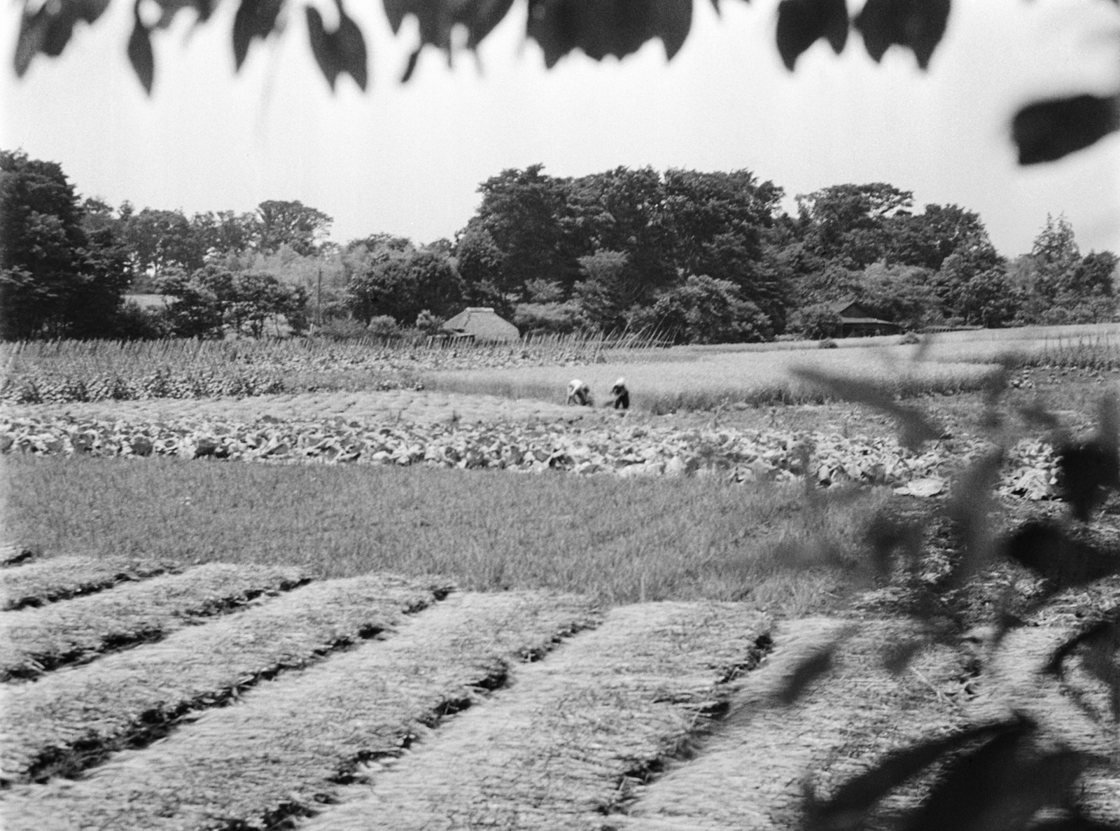 麦の収穫（旧世田谷４丁目付近）