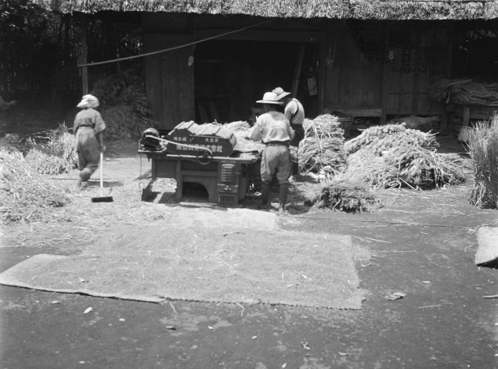 麦の脱穀（旧世田谷４丁目付近）