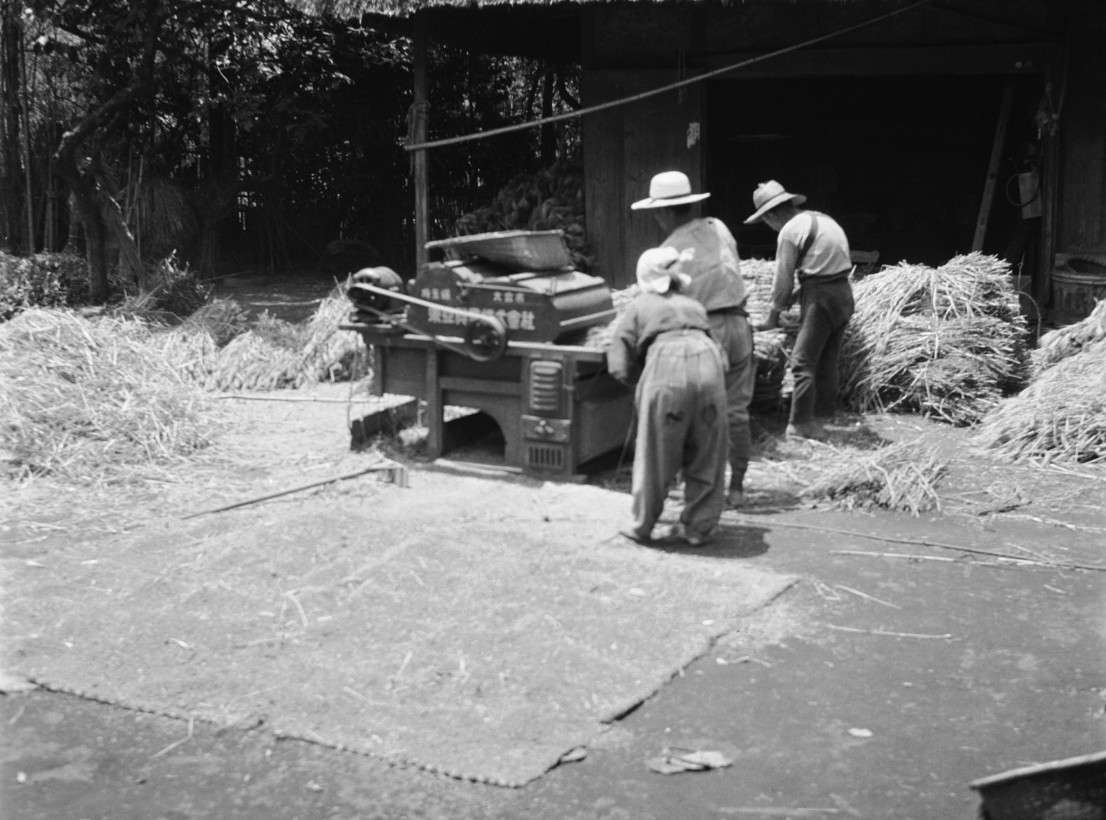 麦の脱穀（旧世田谷４丁目付近）