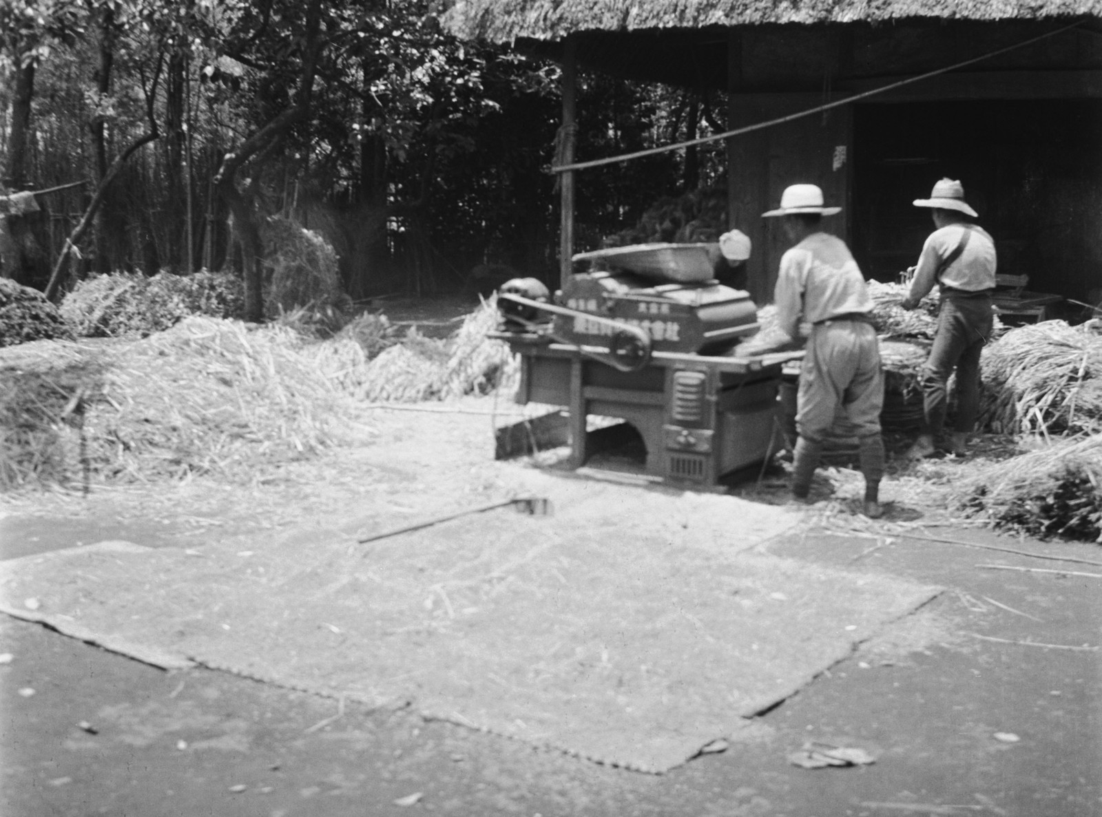 麦の脱穀（旧世田谷４丁目付近）