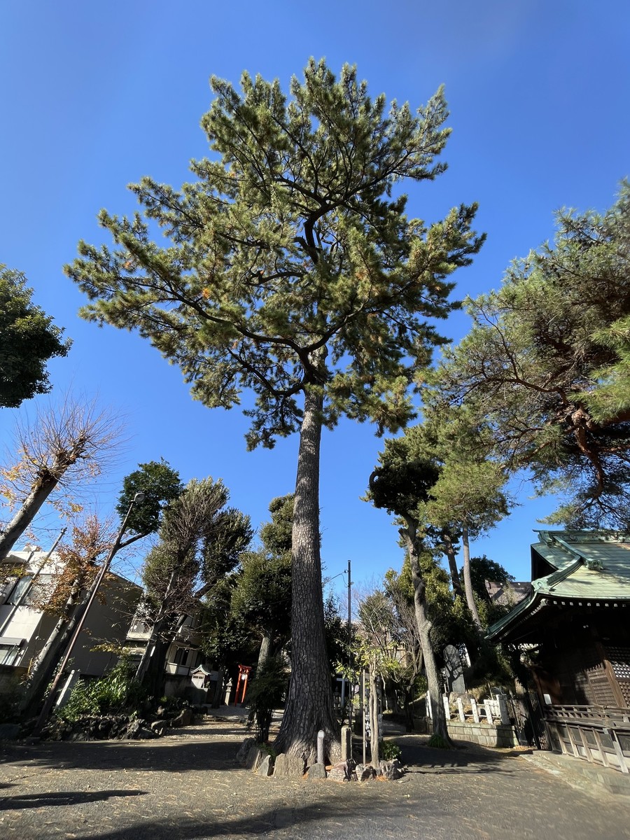 駒留八幡神社のクロマツ
