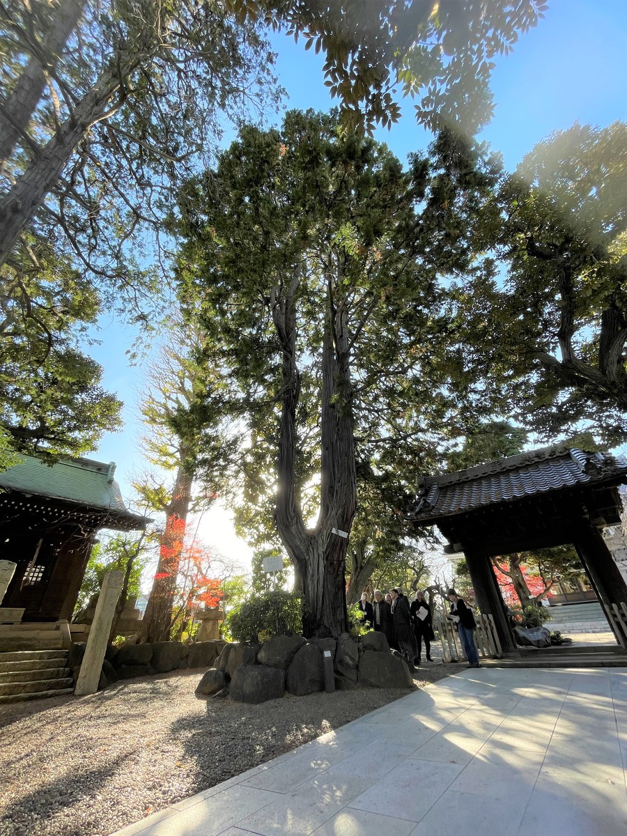 行善寺のヒノキ