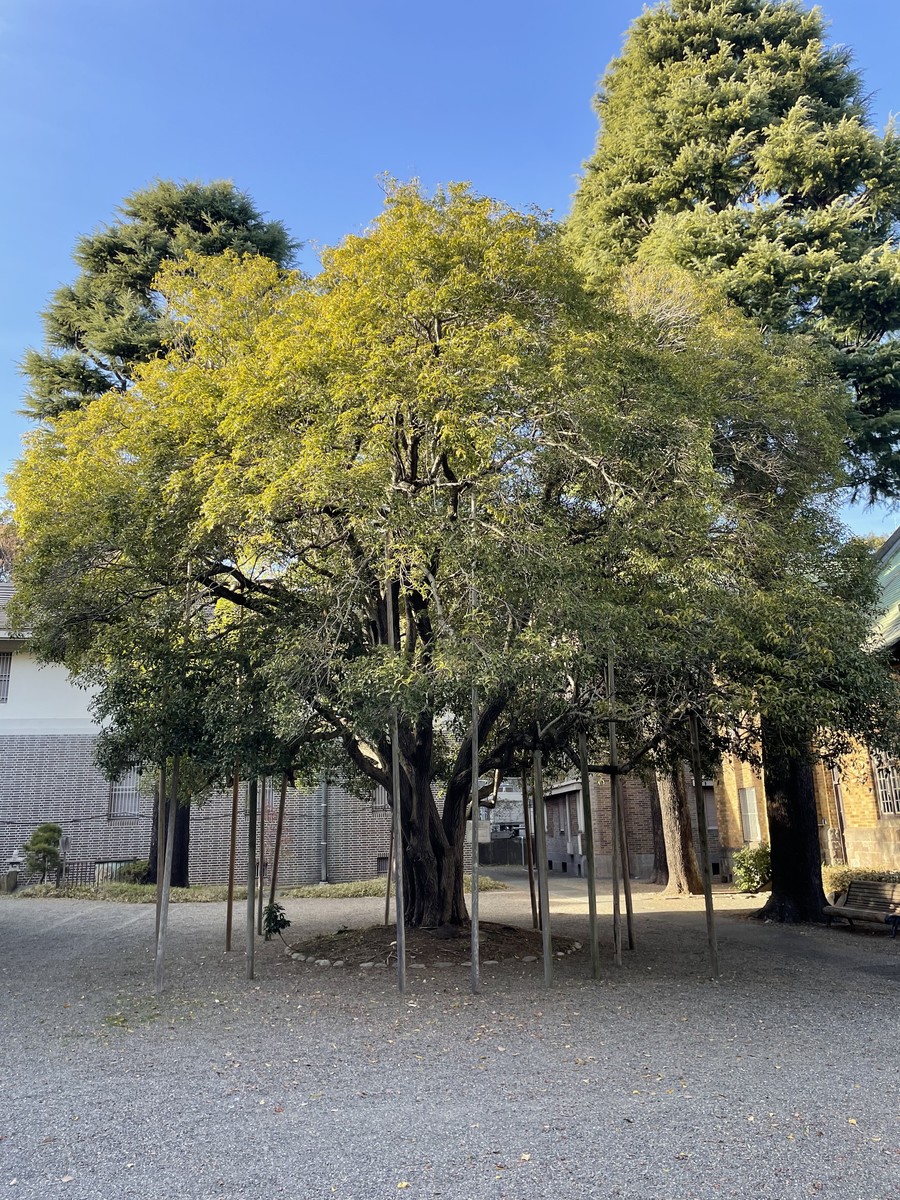 静嘉堂のギンモクセイ