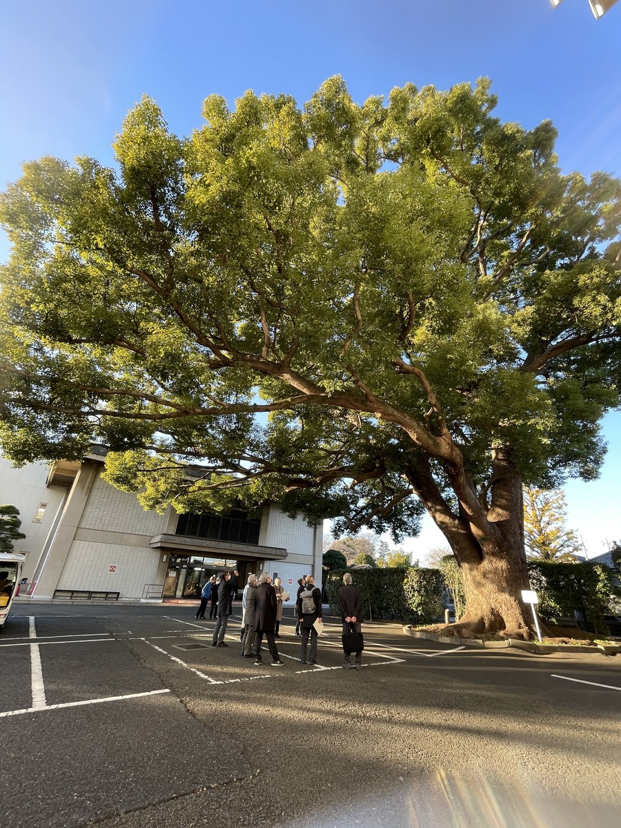 乗泉寺世田谷別院のクスノキ