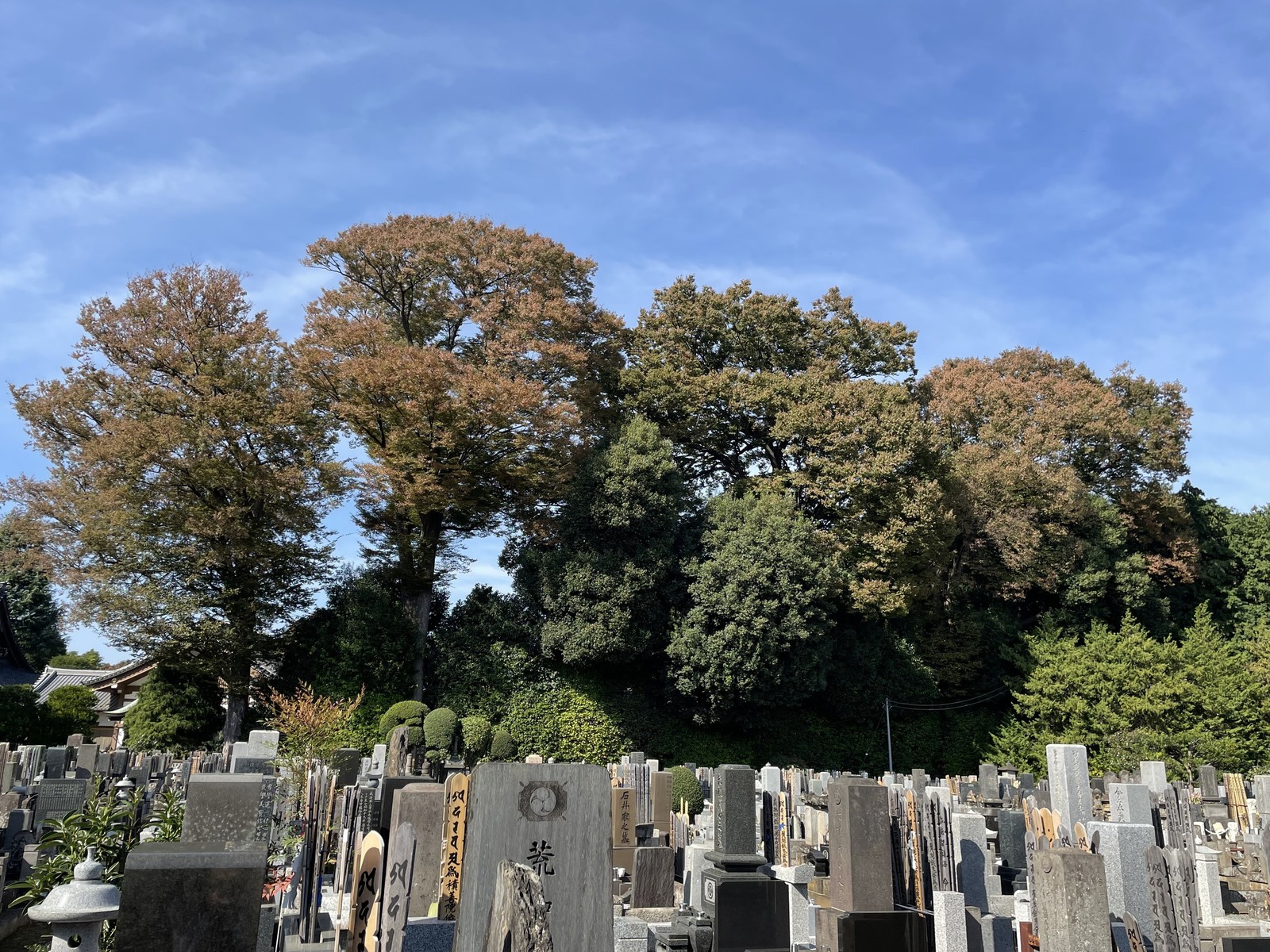 慶元寺のケヤキ