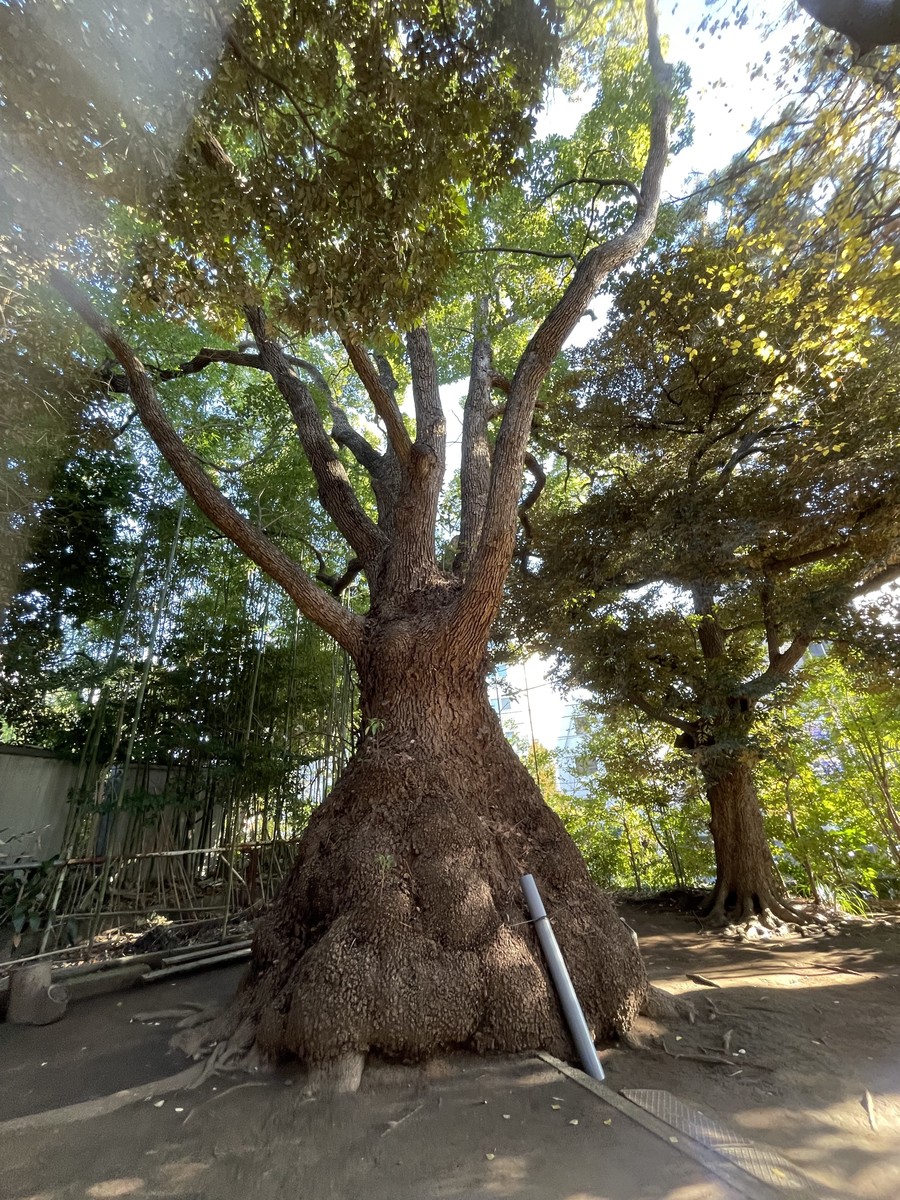 玉川神社のクスノキ