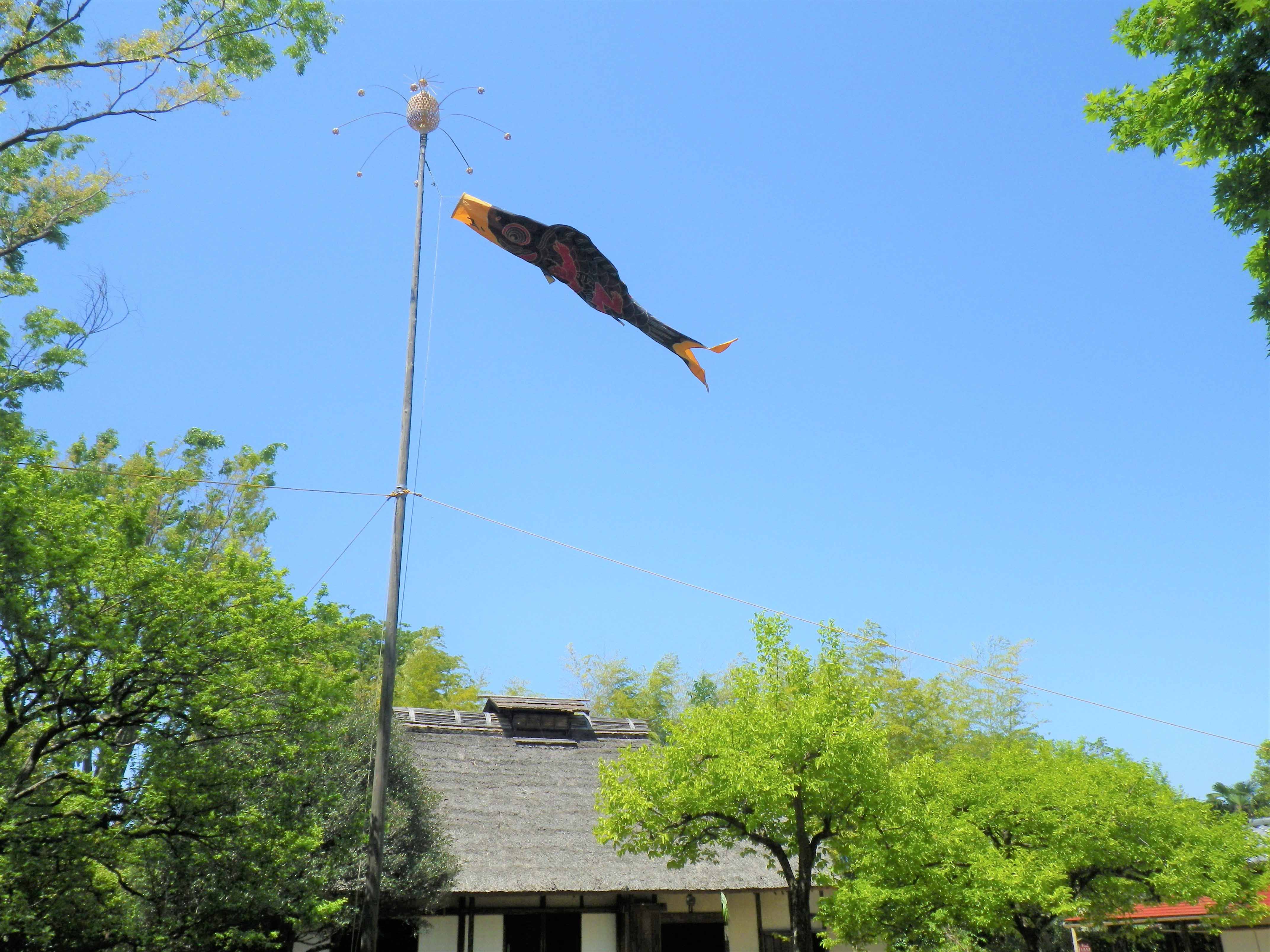 旧加藤家前庭の鯉のぼり
