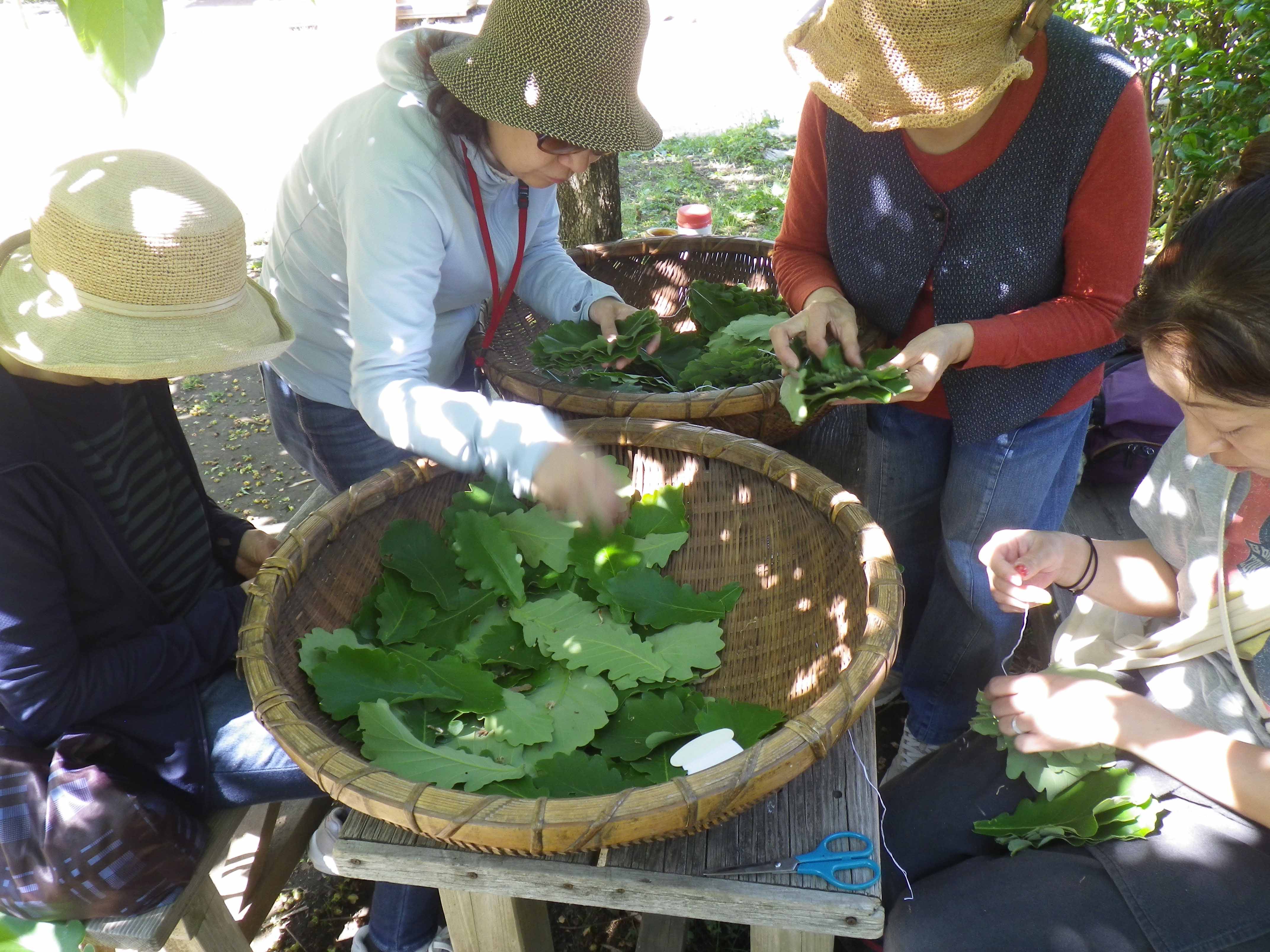 柏の葉の準備（平成30年度の様子）
